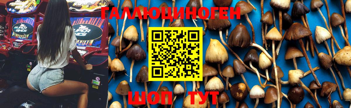 хочу наркоту  Галлюциногенные грибы Psilocybe  Вход с VPN  Дзержинский 